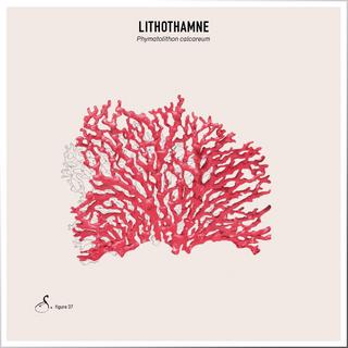 Sekoya Swiss  Lithothamne | Contre les brûlures d’estomac 