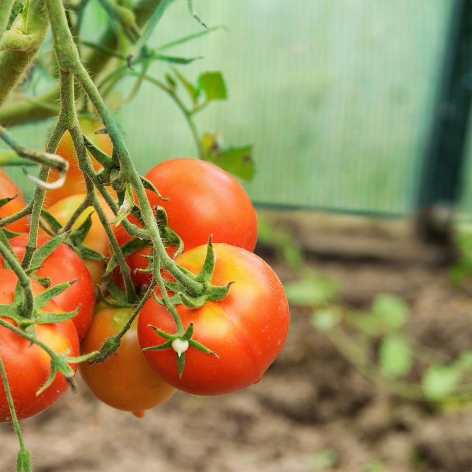 B2X Foliengewächshaus mit Regal  