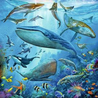 Ravensburger  Ravensburger Kinderpuzzel 3x49 stukjes Dieren in de oceaan 