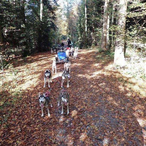 Image of Exklusive Husky-schlittenhunde Wagenfahrt Im Herbst Unisex