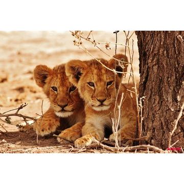 KOLMA Schreibunterlage 35.550.20 Löwe 50x34cm