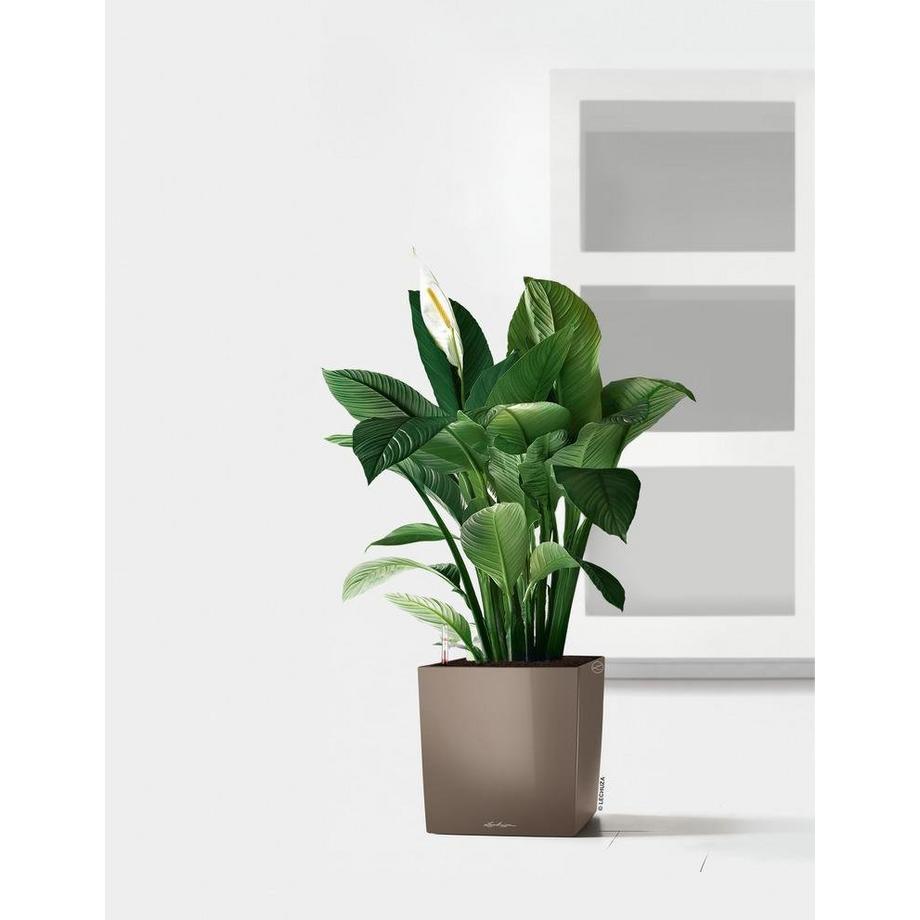 Lechuza Premium Collection CUBE all-in-one  