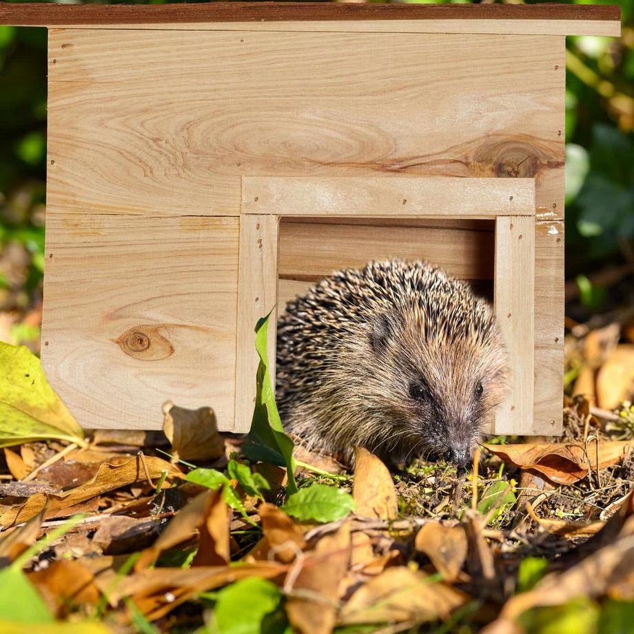 B2X  Maison en bois pour hérisson 