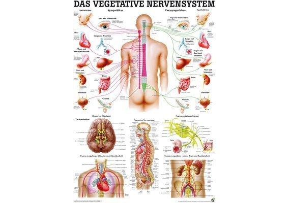RUEDIGER RÜDIGER Mini-Poster Vegetative Nervensystem 23 x 33 de  