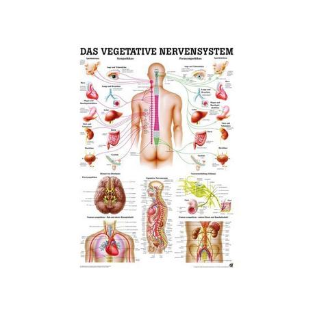 RUEDIGER RÜDIGER Mini-Poster Vegetative Nervensystem 23 x 33 de  