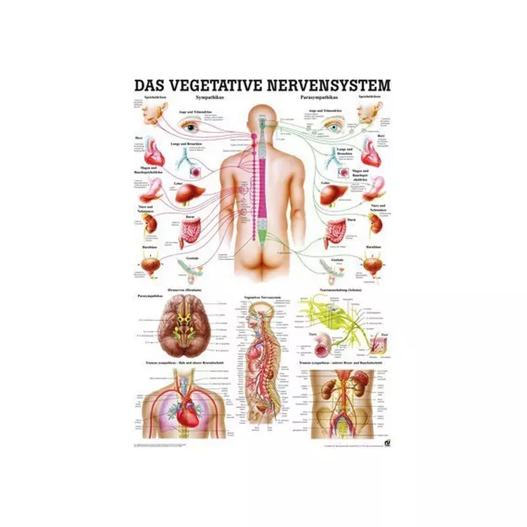 RUEDIGER RÜDIGER Mini-Poster Vegetative Nervensystem 23 x 33 de online kaufen MANOR