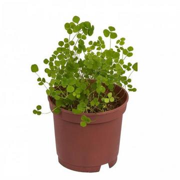 DIY Glücksklee selber pflanzen