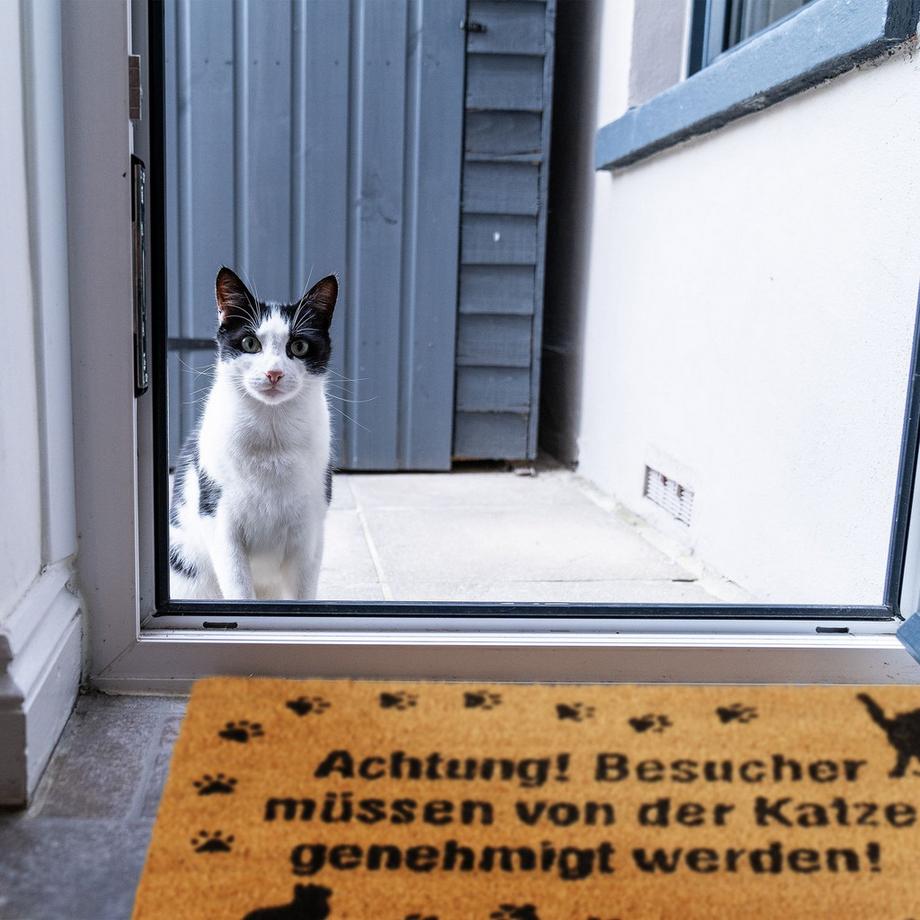 B2X Zerbino Coconut Cat  