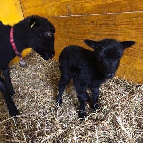 Image of Unterstütze Den Tierferienhof Rotachen (chf 60.00) Unisex