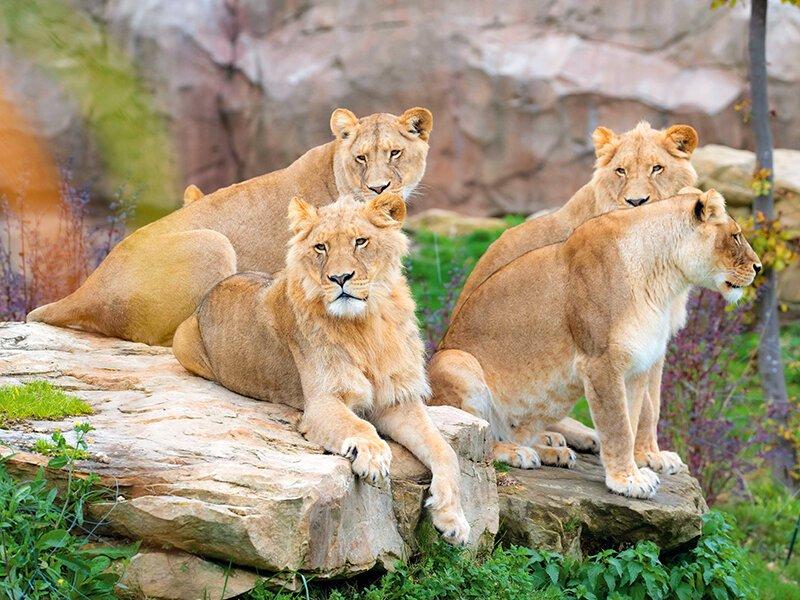 Smartbox  1 Tag Abenteuer im ZooParc de Beauval für 1 Kind - Geschenkbox 