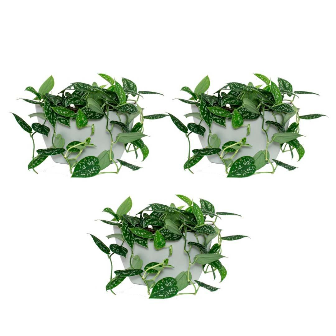 CitySens 3 Pack di fioriere da parete; fioriera grigia  