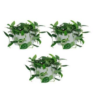 CitySens 3 Pack di fioriere da parete; fioriera grigia  