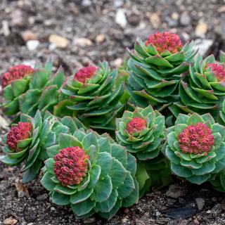 Sekoya Swiss  Rosenwurz | Rhodiola Rosea | Gegen Stress 