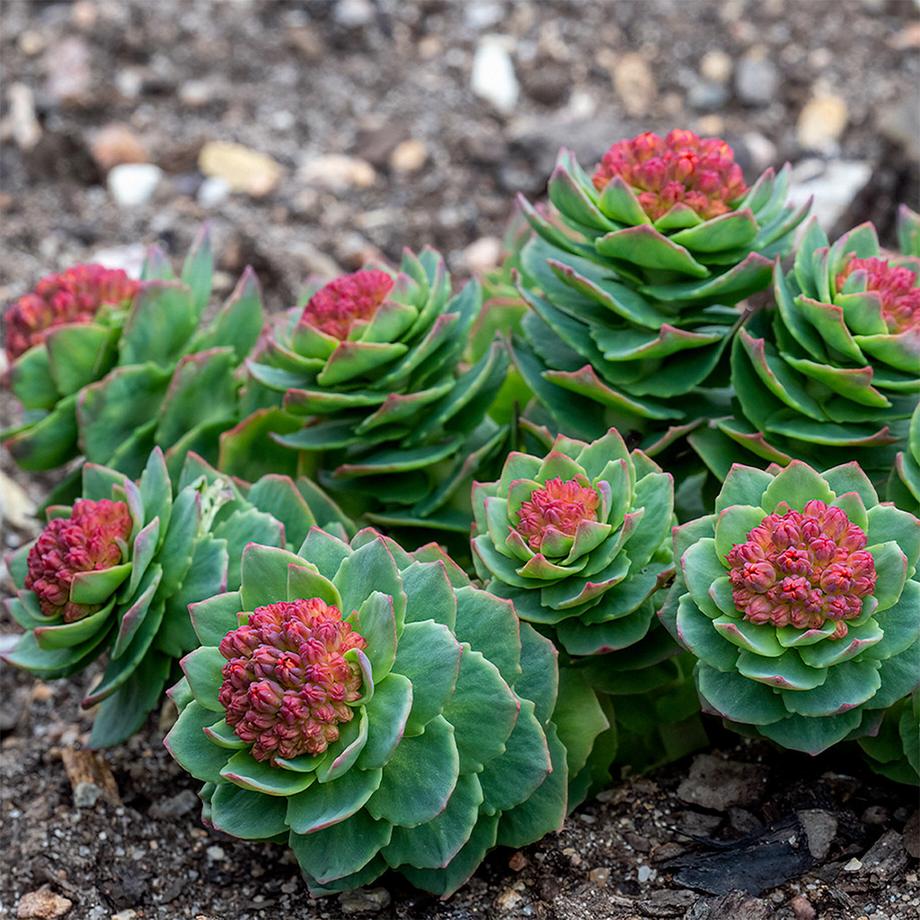 Sekoya Swiss  Rosenwurz | Rhodiola Rosea | Gegen Stress 