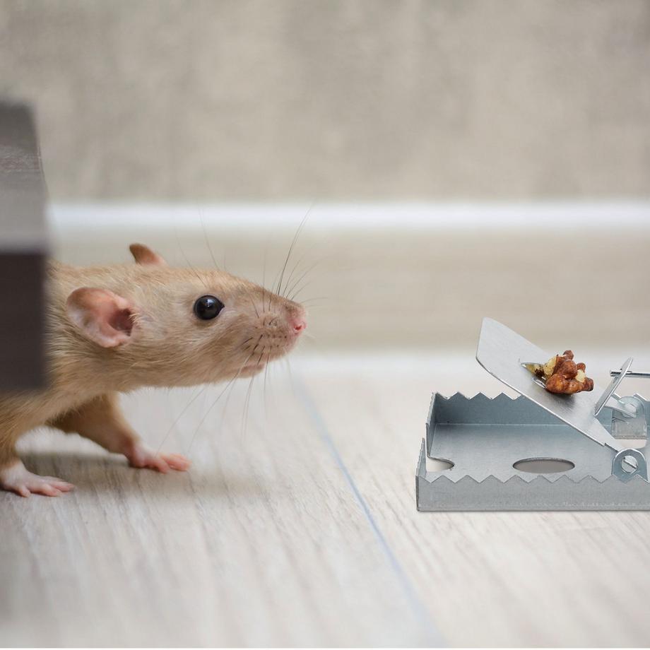 B2X Lot de 4 pièges à rats  