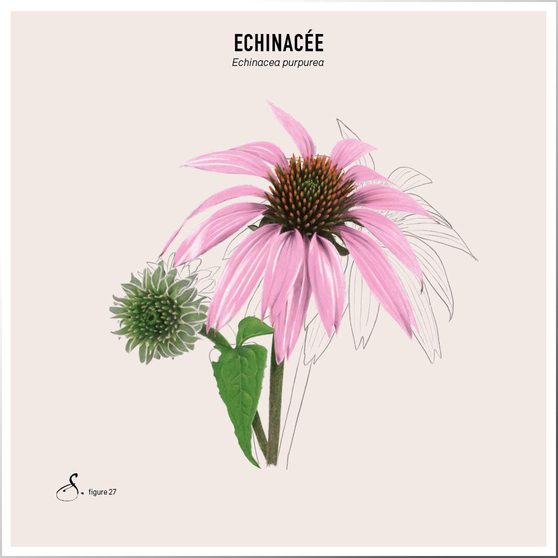 Sekoya Swiss  Echinacea + | Gegen Erkältungen 