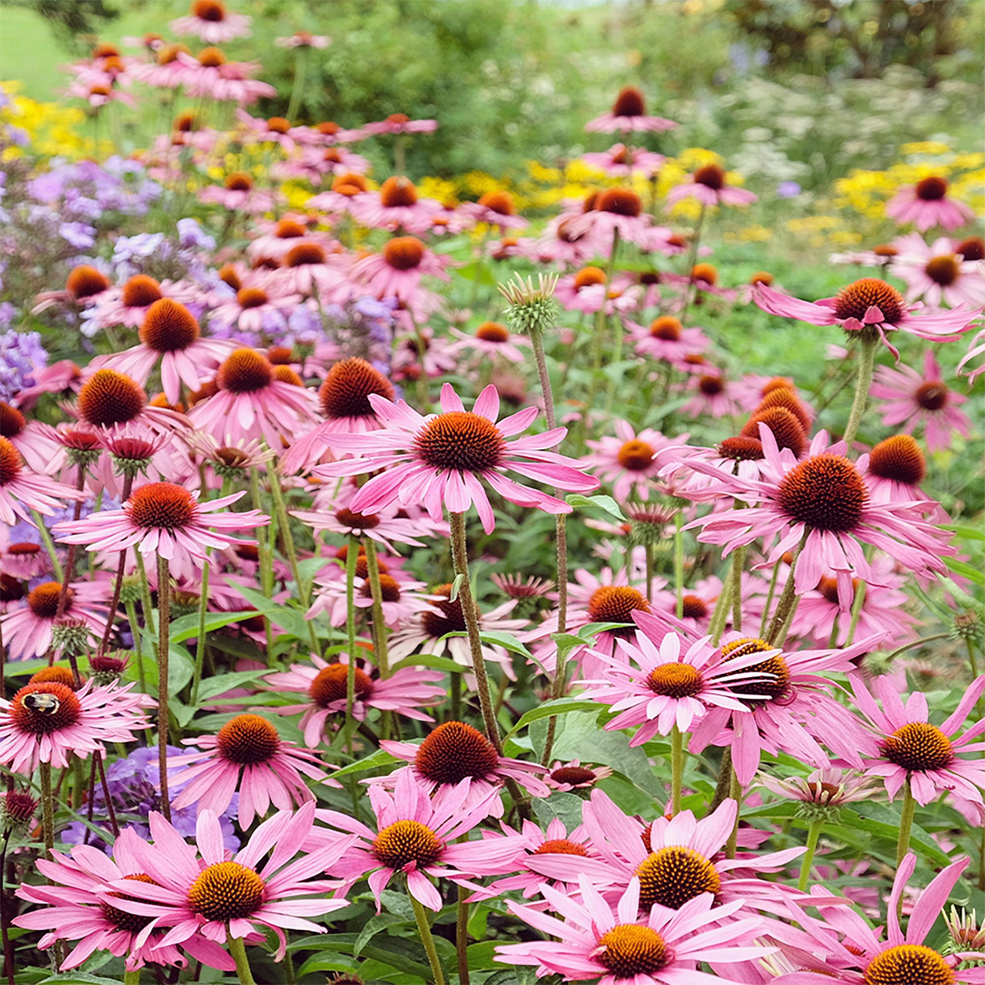 Sekoya Swiss  Echinacea + | Gegen Erkältungen 