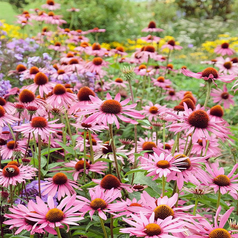 Sekoya Swiss  Echinacea + | Gegen Erkältungen 