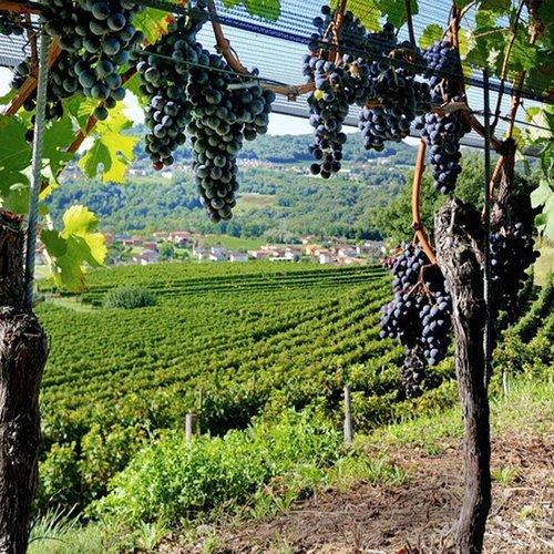 Image of Romantische Übernachtung Im Charmanten Zimmer Inkl. Essen & Weindegustation (für 2 Personen) Unisex