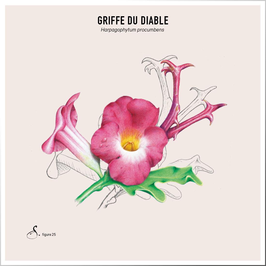 Sekoya Swiss  Harpagophytum (Teufelskralle) | Gegen Arthrose 