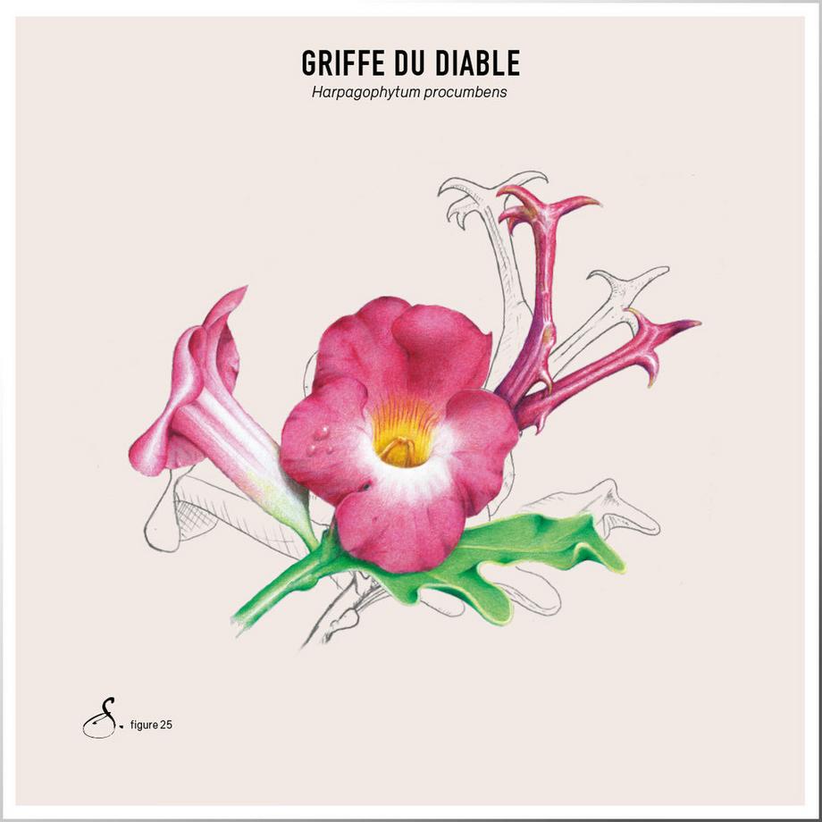 Sekoya Swiss  Harpagophytum (Griffe du diable) | Contre l’arthrose 