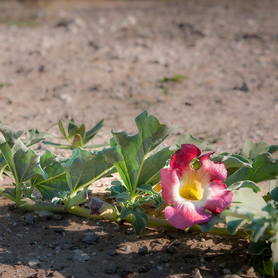 Sekoya Swiss  Harpagophytum (Griffe du diable) | Contre l’arthrose 
