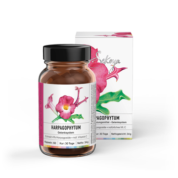 Harpagophytum (Teufelskralle) | Gegen Arthrose