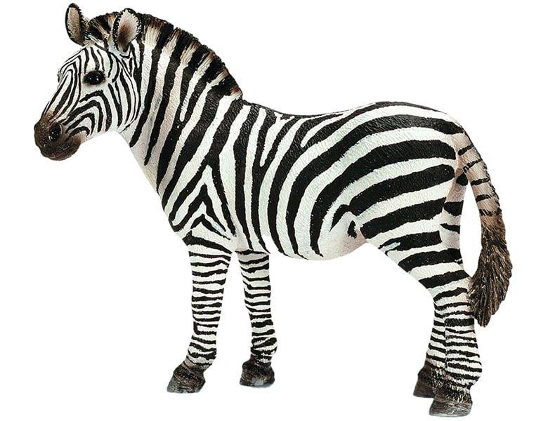 Image of Wild Life Zebra Stute