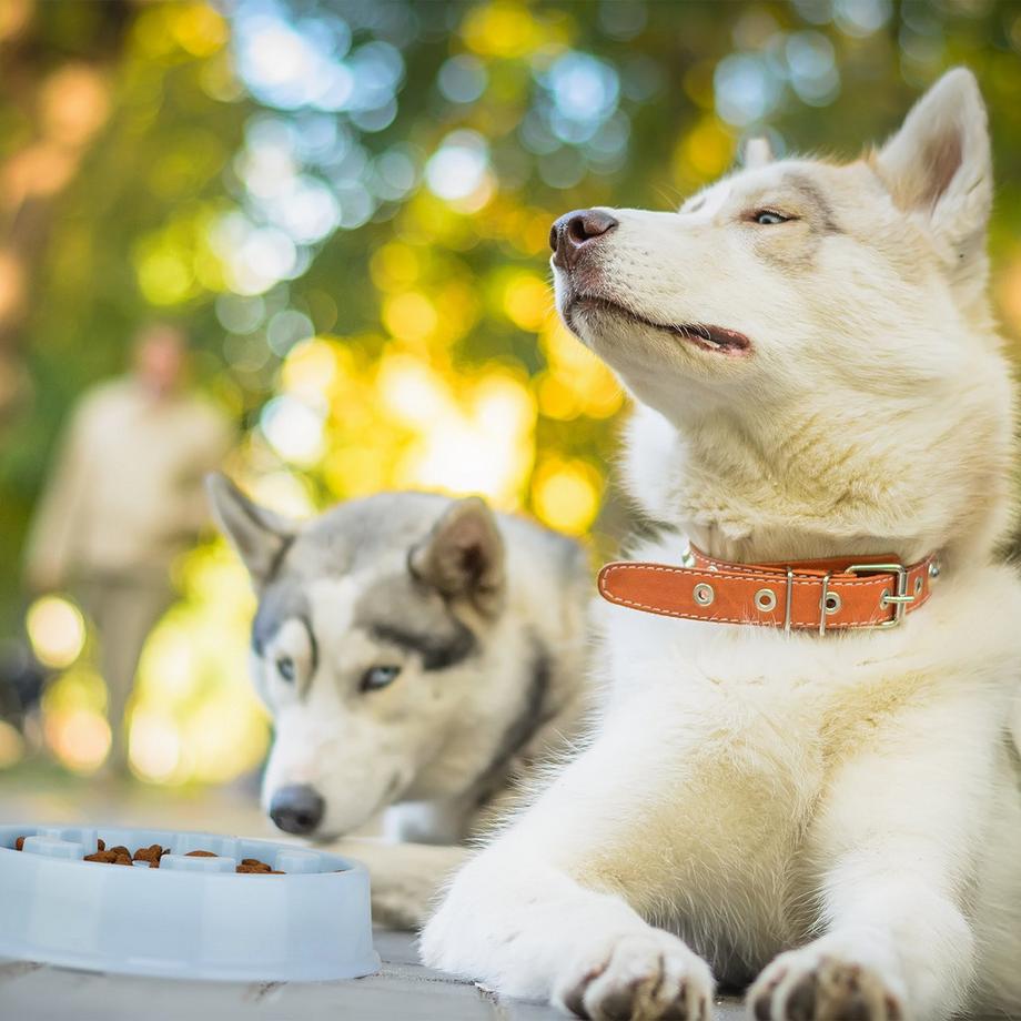 B2X  Anti-Schleuder-Schüssel 600 ml 