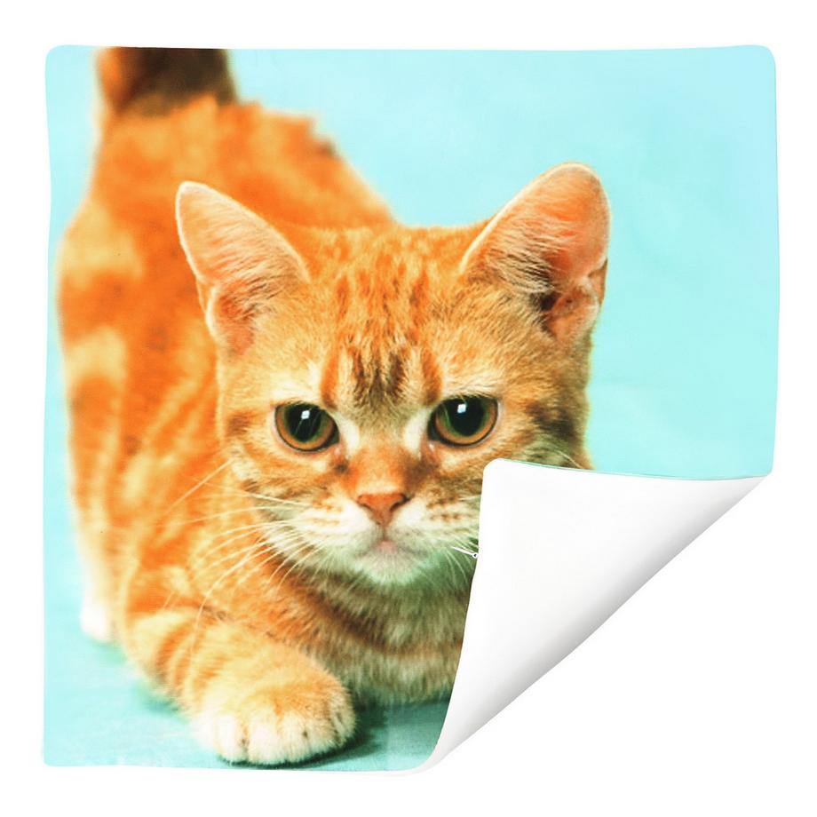 Avizar Lot 2 Housses de Coussin Chat Jaune  