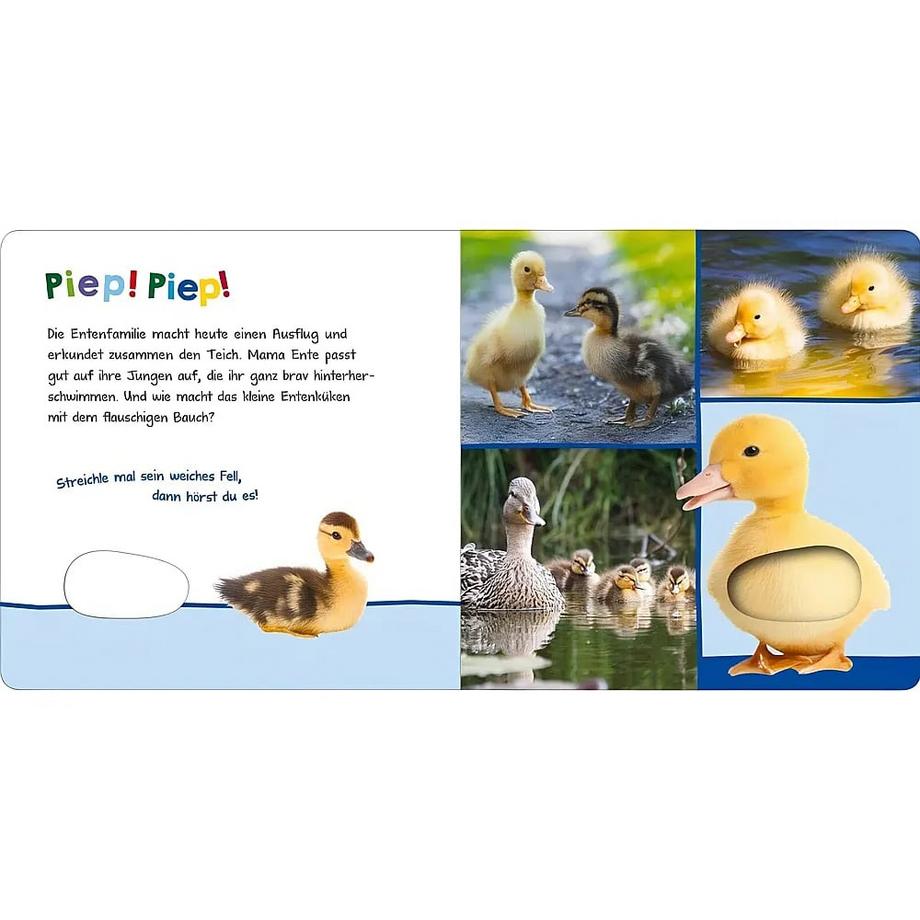 Hör mal rein, wer kann das sein? - Tierkinder im Frühling Kein Autor Couverture rigide 