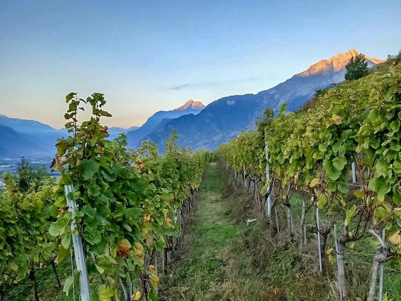 Smartbox  Weinverkostung im Duo mit Brett zum Teilen und Spaziergang durch die Weinberge in der Nähe von Sion - Geschenkbox 