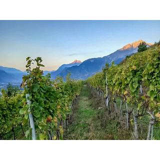 Smartbox  Weinverkostung im Duo mit Brett zum Teilen und Spaziergang durch die Weinberge in der Nähe von Sion - Geschenkbox 