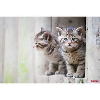 Kolma KOLMA Schreibunterlage 35.554.20 Katzenkinder 50x34cm  