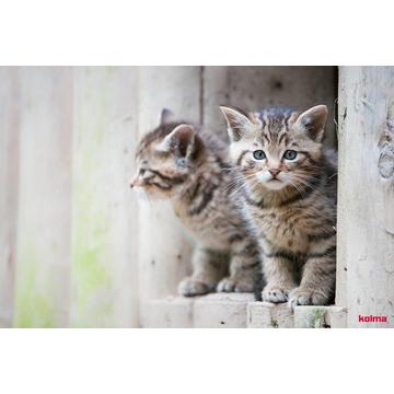 KOLMA Schreibunterlage 35.554.20 Katzenkinder 50x34cm