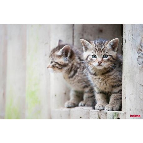 Kolma KOLMA Schreibunterlage 35.554.20 Katzenkinder 50x34cm  