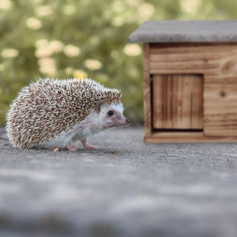 B2X  Das Igelhaus bietet einen sicheren Winterunterschlupf und schützt Igel mit seiner Rattenluke und dem Labyrintheingang vor Raubtieren. Sorgen Sie für einen ruhigen Winterschlaf an einem trockenen, geschützten Ort.


Bietet ein sicheres Winte 