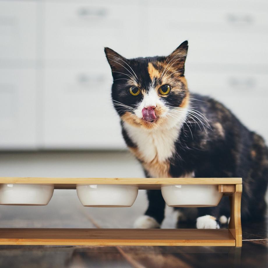 B2X  Futterstation für Katzen mit 3 Näpfen 