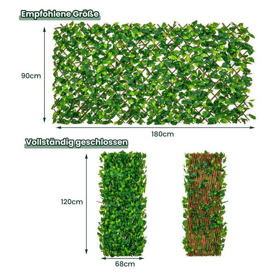 elefantenfuß online kaufen Beaucarnea Nolina recurvata main image 0