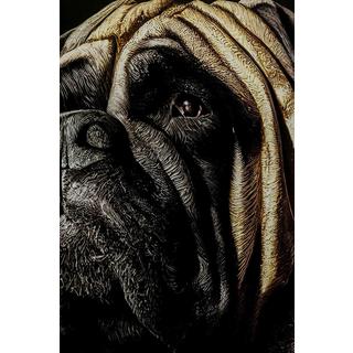 KARE Design Tableau en verre King Pug 40x60  