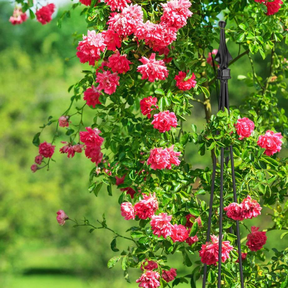 B2X Red Wine Aid - Set da 2  