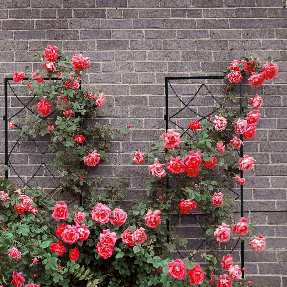 B2X Set di 3 supporti per arrampicata in metallo  