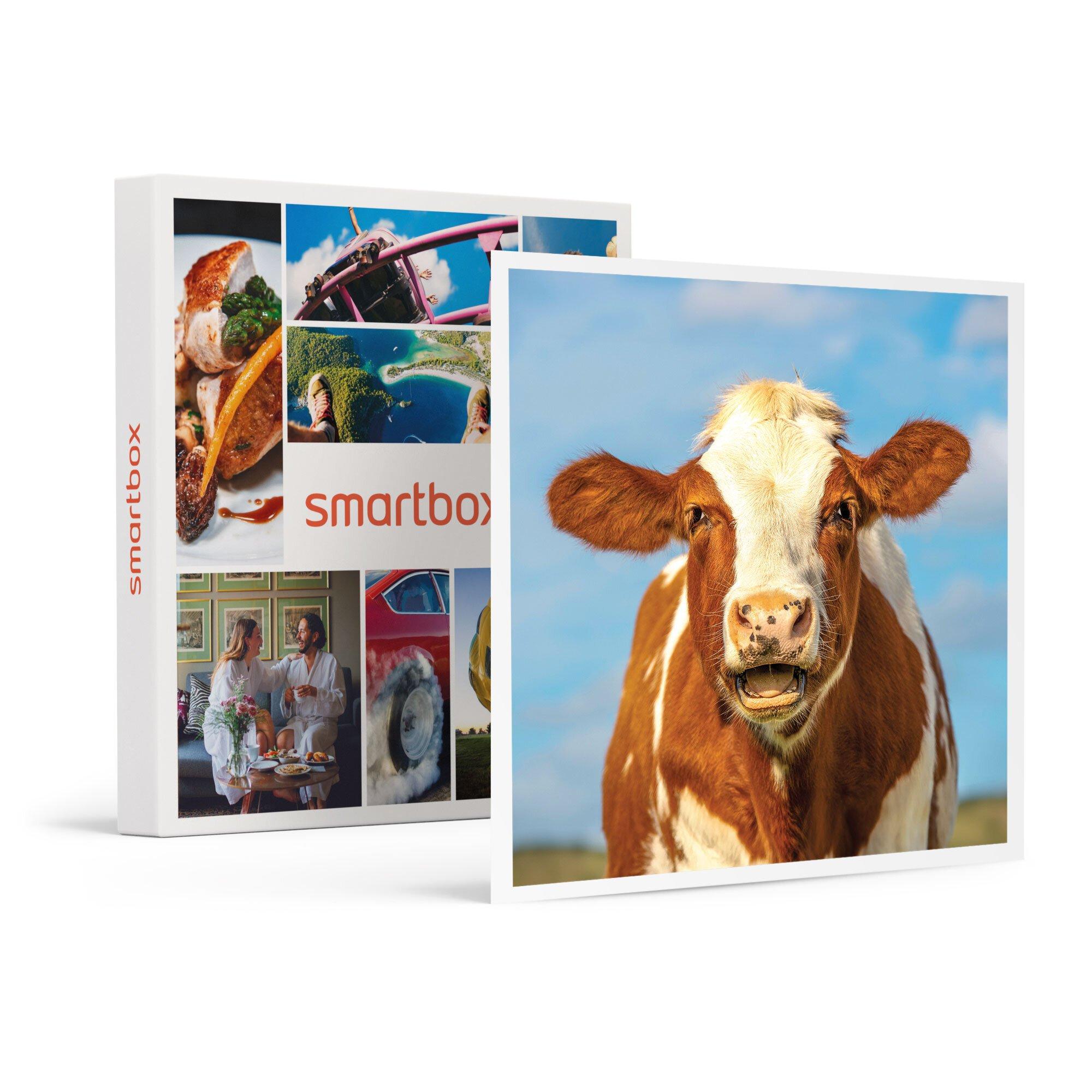 Image of Herzerwärmende Muh-mente Beim Kuhkuscheln In Der Schweiz - Geschenkbox Unisex