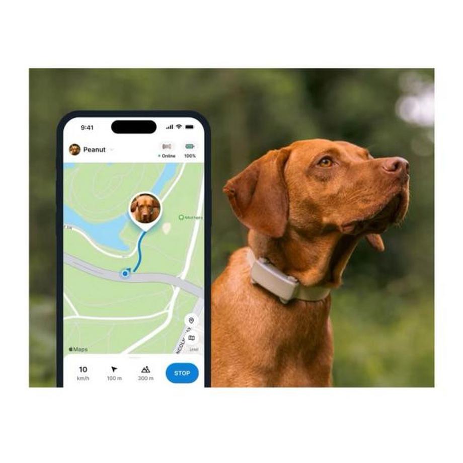 Tractive  Dog 6 GPS Tracker für Hunde 