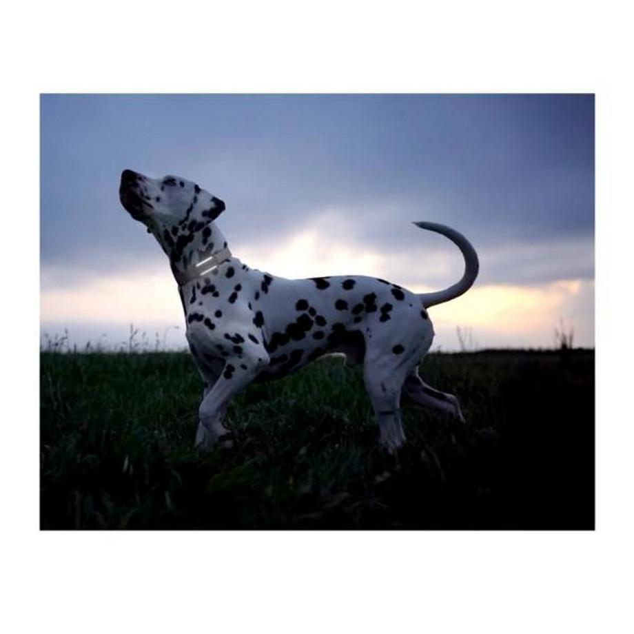 Tractive  Dog 6 GPS Tracker für Hunde 