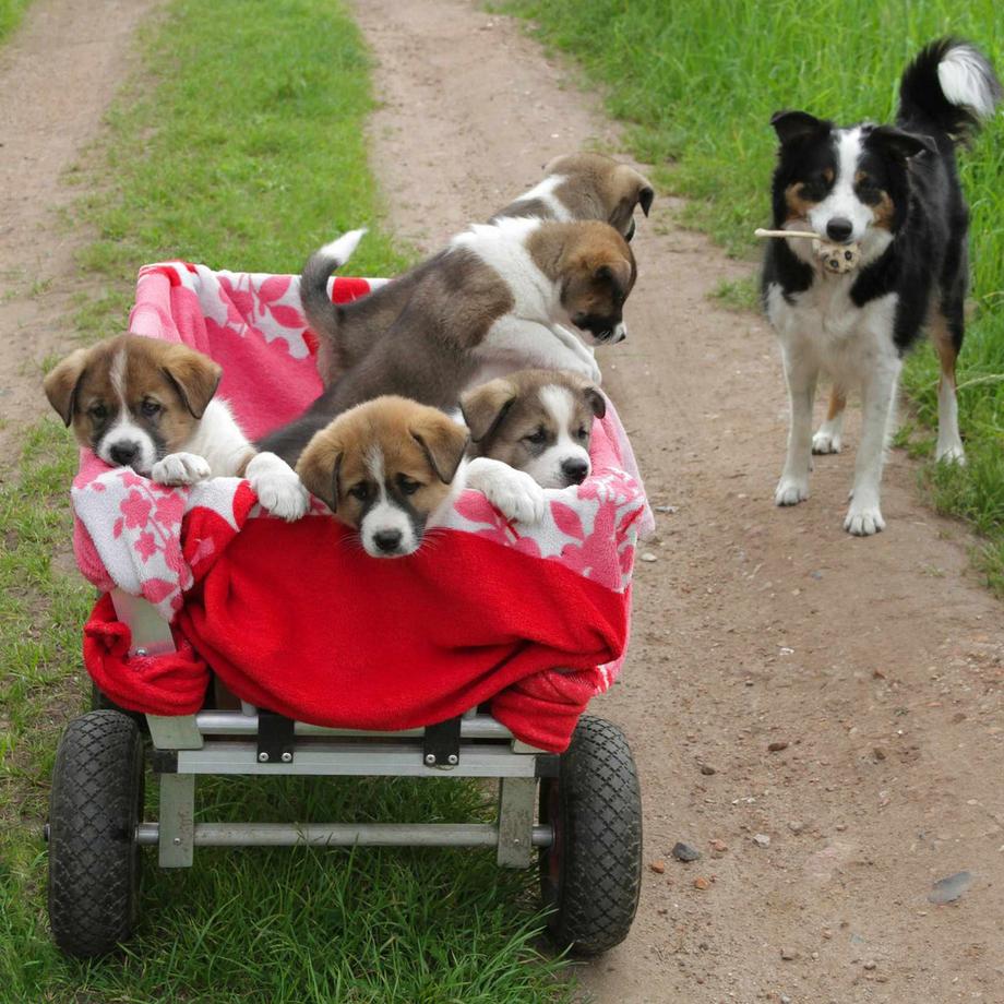 B2X Sitzbank mit Stauraum  