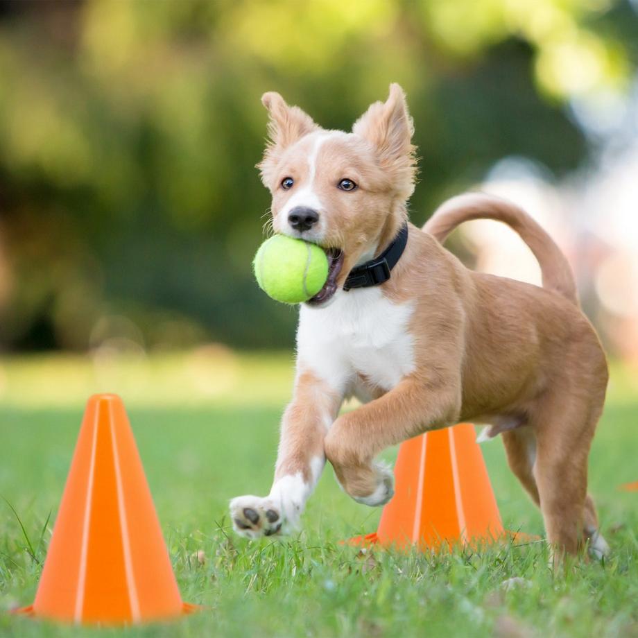 Northix  Set mit 20 orangefarbenen Sportkegeln 