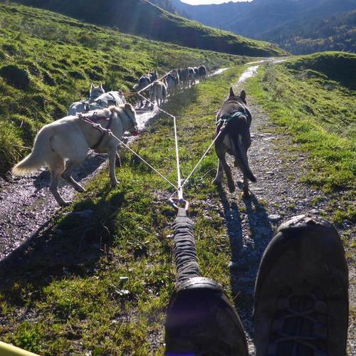 Image of Wagentraining Mit Huskies Unisex