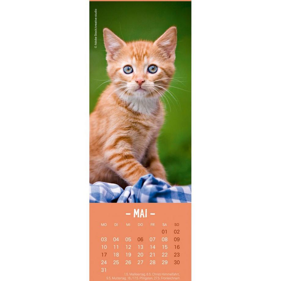 Heye Lesezeichen-Kal. Katzen 2027 21474+27 DE  