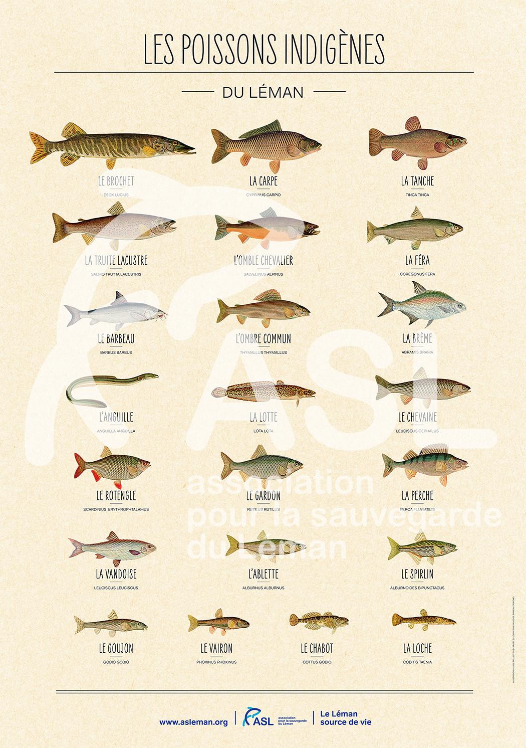 La-Jonx Bern, Kramgasse - Poster  